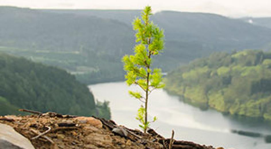 seedling over reservoir