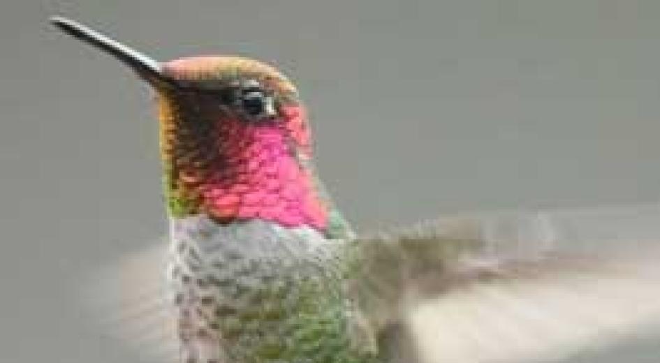 Anna's Hummingbird card