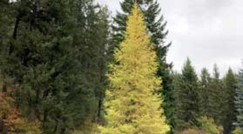 western larch card image