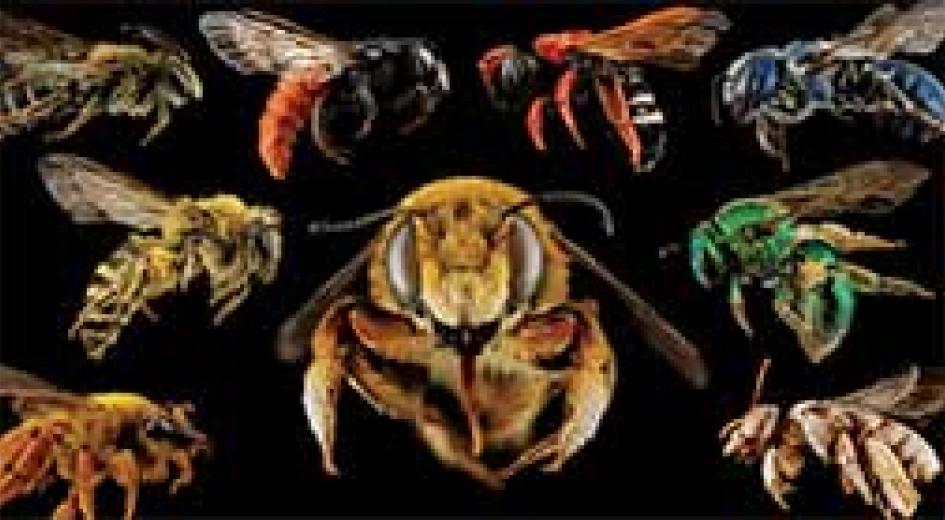 native bees of oregon