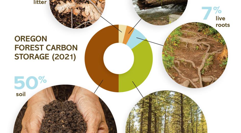 distribution of carbon in the forest cycle