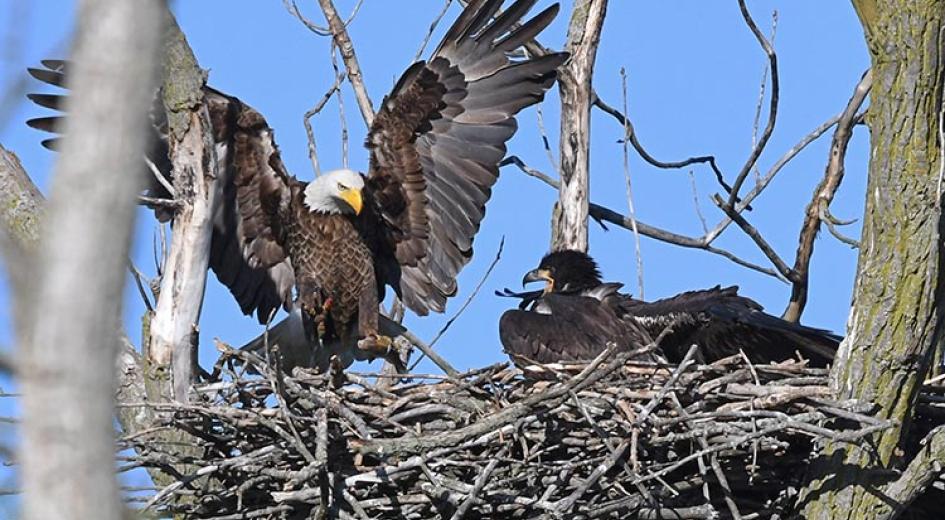 Bald eagle flying onto nest with chick
