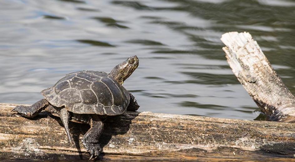 Pond turtle on a log. 