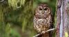 Northern Spotted Owl: Wildlife in Managed Forests Reference Sheet