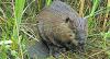 Wildlife in Managed Forests: American Beaver