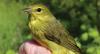 Wildlife in Managed Forests: Early Seral-Associated Songbirds