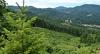 Forest and trees that have been harvested