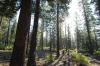 A thinned ponderosa pine forest in Deschutes County