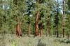 A healthy, east-side ponderosa pine forest