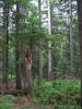 Mature stand of mountain hemlock in Mt. Hood National Forest