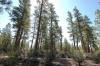 A thinned ponderosa pine stand in a Klamath county federal forest