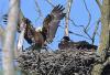 Bald eagle flying onto nest with chick
